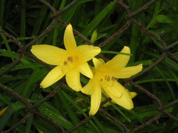 Gelbe Lilien Auf Dem Hintergrund Dunkelgrüner Blätter Und Ein Metallnetz — Stockfoto