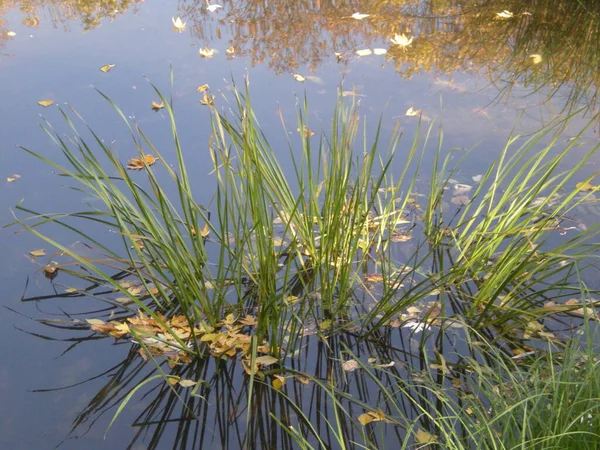 Reed Water Small Yellow Leaves You Can Also See Trees — стоковое фото