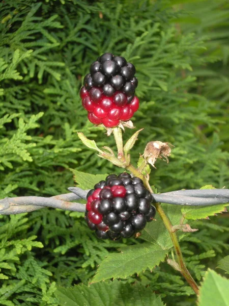 Red Black Blackberries Background Thuja — Stok fotoğraf