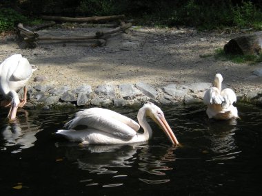 pelikany na swojej wyspie w zoo, Warszawa, lato