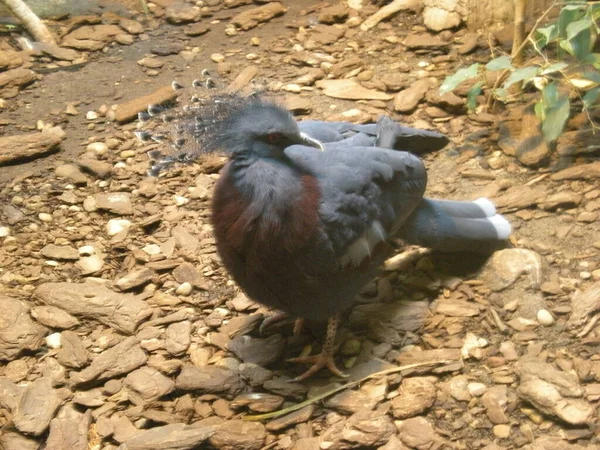 来自澳大利亚动物园的奇异的鸽子 — 图库照片