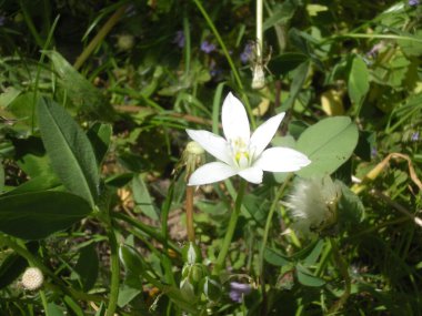 Güneşli çayırda beyaz çiçek