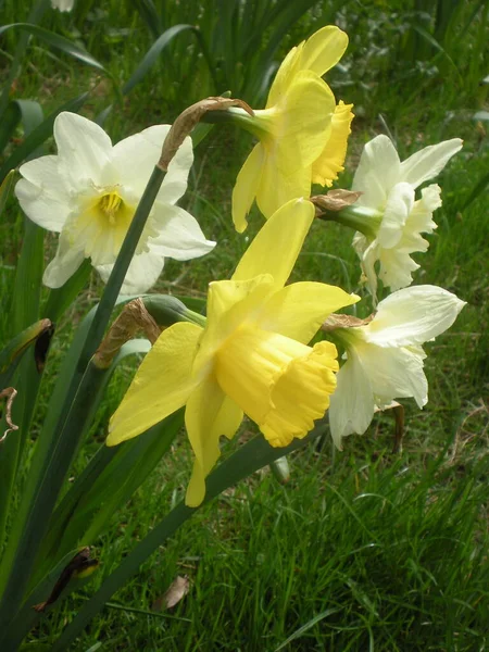 Påskliljor Och Narcissus Närbild — Stockfoto