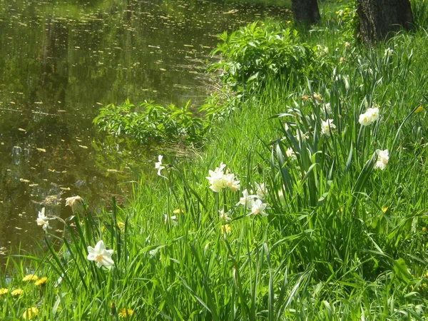 Wiosenne Kwiaty Nad Stawem Parku — Stok Foto