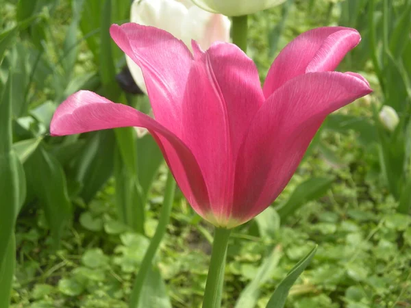 Розовый Тюльпан Крупным Планом — стоковое фото