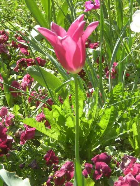 Rosa Tulpe Auf Einer Sonnigen Wiese Voller Blumen — Stockfoto