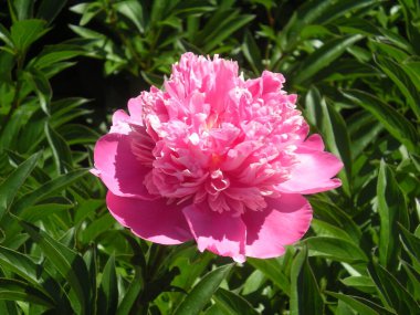 Güneşli ve yeşil yapraklar arasında pembe şakayık