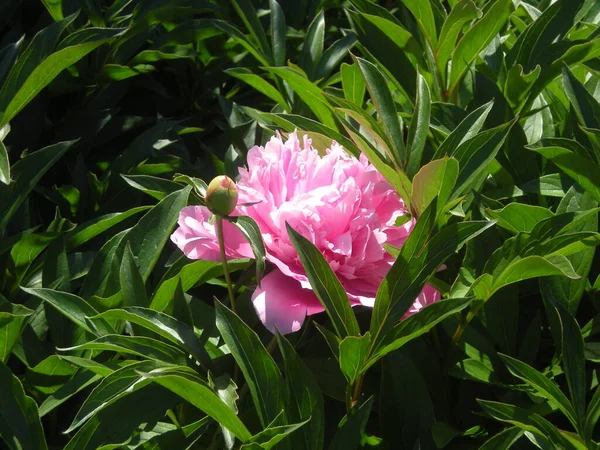 日当たりの良い緑の葉の間でピンクの牡丹 — ストック写真