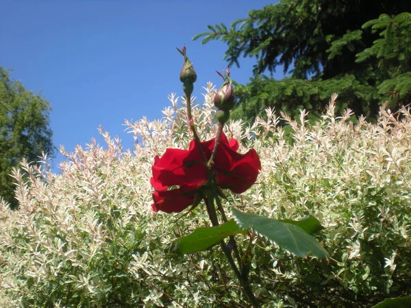 Kırmızı Gül Küçük Beyaz Çiçeklerin Arka Planında Gökyüzünde — Stok fotoğraf