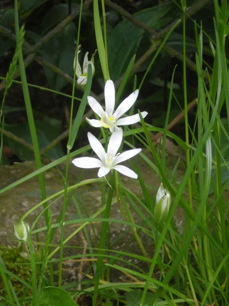 Winzige Weiße Blüten Gras — Stockfoto