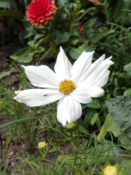 White Flower Garden — Stock Photo, Image