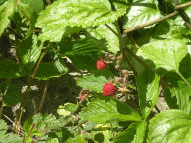 czerwone poziomki prosto z krzaczka