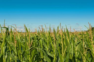 Corn Maize field with blue sky, close up