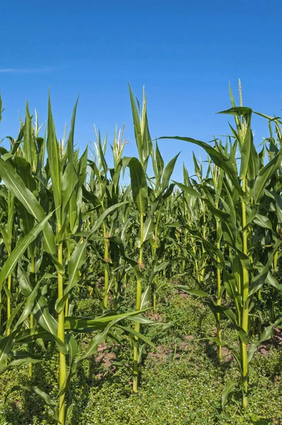 Corn Maize field with blue sky, close up
