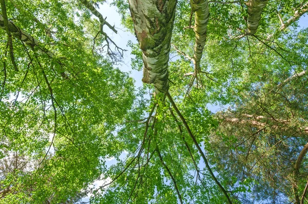 Tall Tree Forest Canopy, vertical view of tall tree green canopy, showing leaves, trunks and bark against blue sky