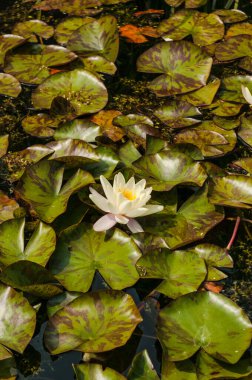 White lotus flower water lily, set amongst lily pads, full framee lotus flower water lily, set amongst lily pads, full frame