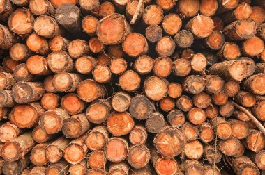 Saw logs stacked, seamless background