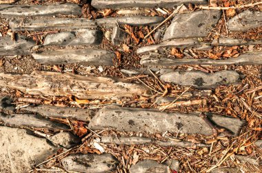 Stony Forest ground with leaves and twigs textured background 