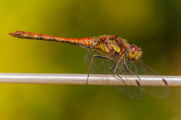 Red Dragonfly, Common Darter, at rest on opaque line against faded green background