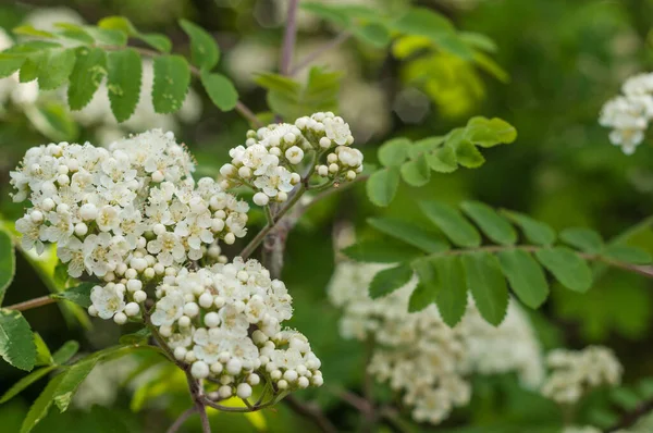 Bahçedeki bir ağacın beyaz çiçekleri