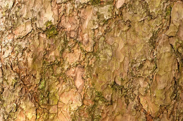 Close Worn Weathered Tree Bark Full Frame Design Concept — Zdjęcie stockowe