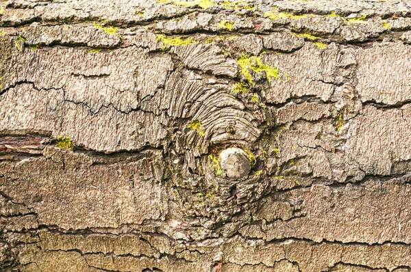 Close-up of worn weathered tree bark, full frame, for design or concept