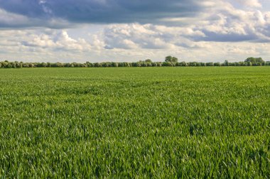 Yazın yeşil buğday tarlası