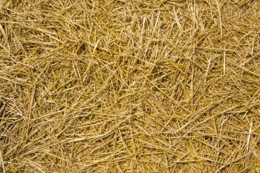 Loose seamless straw background, full frame