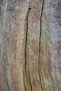 Ancient wood bark background close-up, rough and textured for graphic design or concept