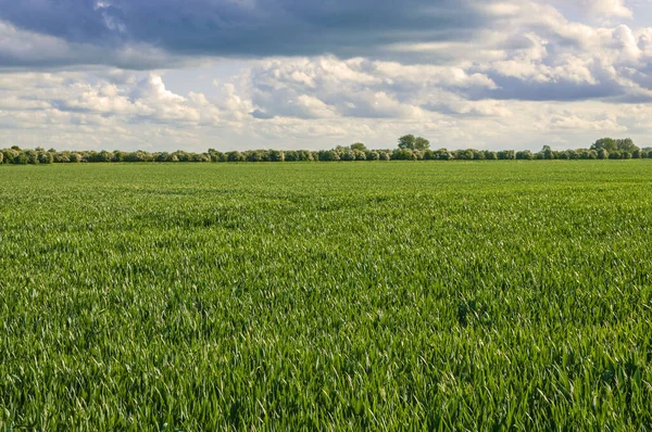 Yazın yeşil buğday tarlası