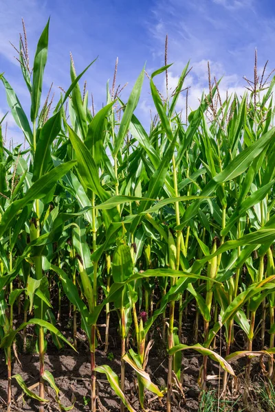 Corn Maize field with blue sky, close up