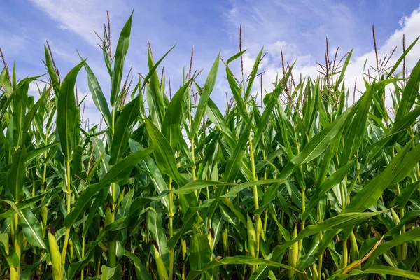 Corn Maize field with blue sky, close up
