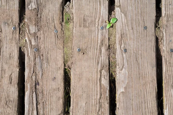Old rough wooden planking background, worn and large gaps between planks