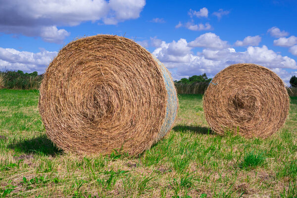 Two circular straw bales in a meadow after harvesting