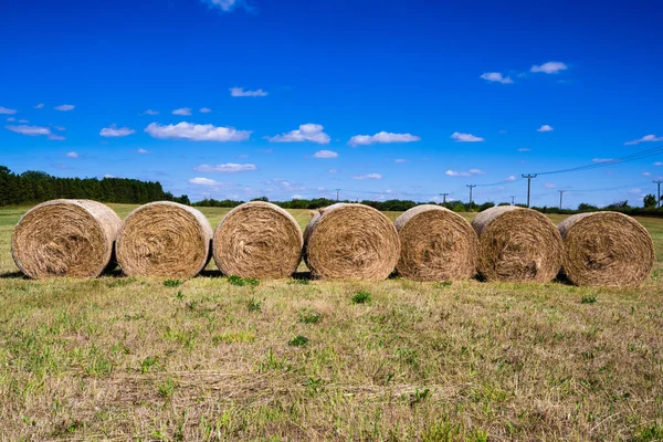 Six circular straw bales in field following harvest, with blue sky