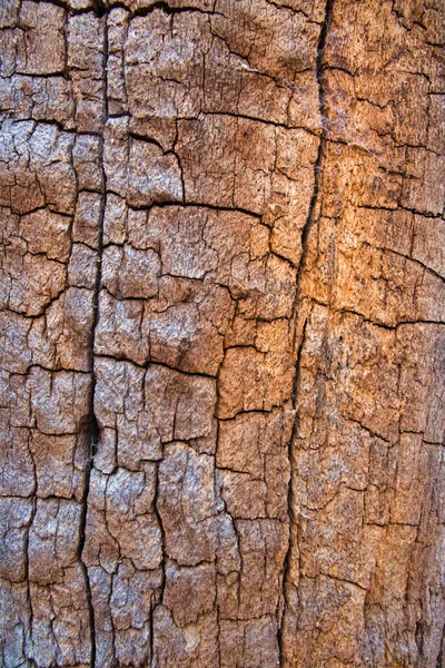 Ancient Wood Bark Background Close Rough Textured Graphic Design Concept — Foto Stock