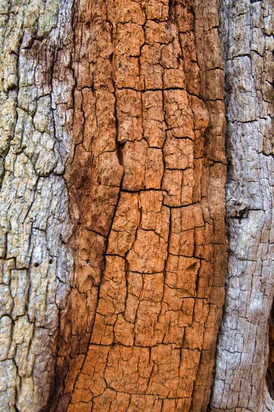 Ancient wood bark background close-up, rough and textured for graphic design or concept
