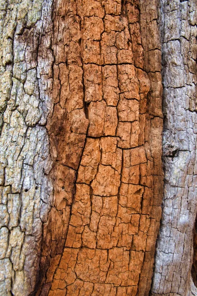 Ancient Wood Bark Background Close Rough Textured Graphic Design Concept — Stockfoto