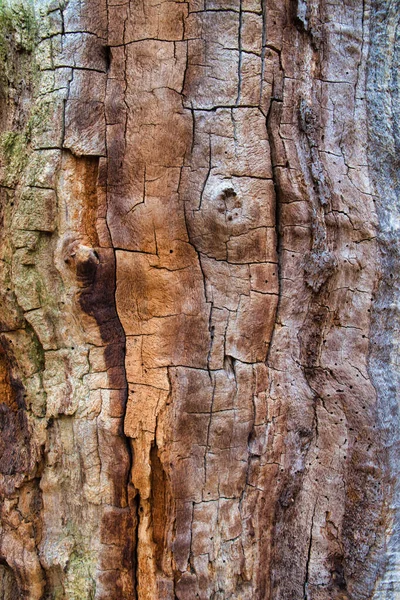 Ancient wood bark background close-up, rough and textured for graphic design or concept