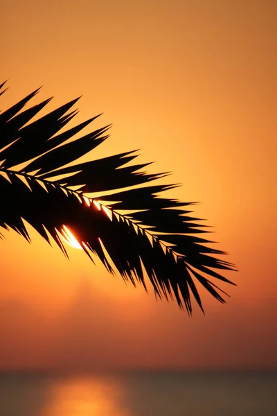 Landscape Silhouette Palm Tree Leaf Sunrise — Photo