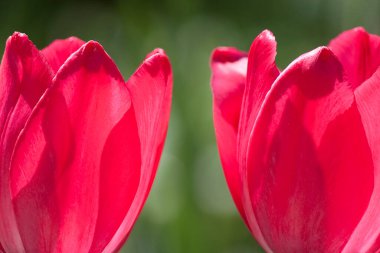 Yeşil arka planda iki pembe lale.