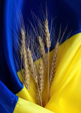 Ears of wheat on Ukrainian national flag, blue and yellow colors, symbols of Ukraine