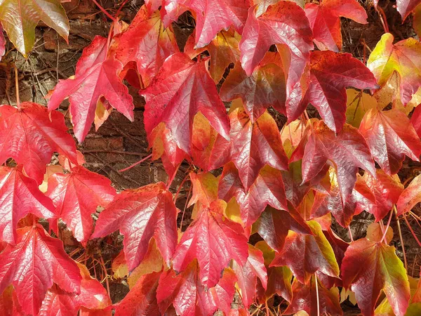 Mur Briques Recouvert Feuilles Automne Rouge Capture Appropriée Comme Fond — Photo