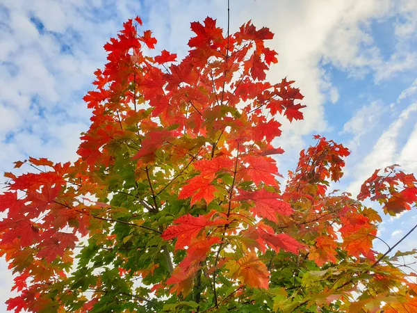 秋の色を纏った美しい紅葉の木が空に向かってセットされています リーズで撮影 — ストック写真