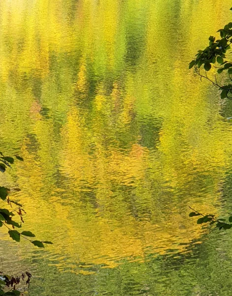 Bela Captura Outono Uma Árvore Amarela Refletida Lago Inglaterra Captura — Fotografia de Stock