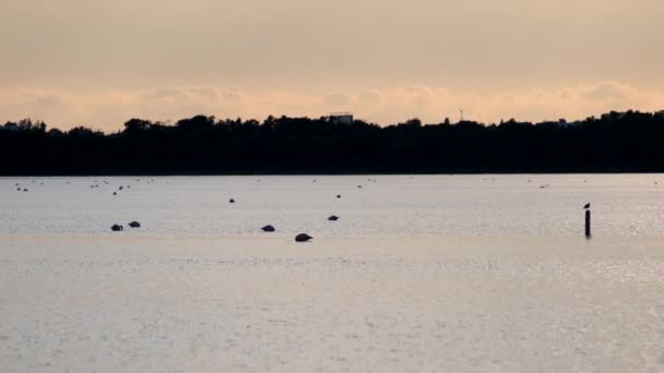 Silhouetten Von Grasenden Und Watenden Flamingos Salzwassersee Von Larnaka Zypern — Stockvideo