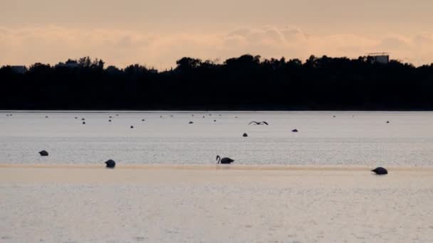 Silhueta Flamingo Voando Graciosamente Enquanto Outros Vagueiam Lago Água Salgada — Vídeo de Stock