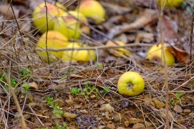 Kıbrıs 'ta kışın bir tarlada yaprak döken elma ağacının altında düşen sarı elmalar