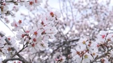 Pembe beyaz çiçekli badem ağaçları ve uçan bir arı. Bahar gelişi sahnesi. Kıbrıs adasında Şubat ayı sonlarında badem ağaçları çiçek açtı.