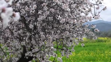 Pembe-beyaz çiçekli badem ağaçları. Bahar gelişi sahnesi. Kıbrıs adasında Şubat ayı sonlarında badem ağaçları çiçek açtı.